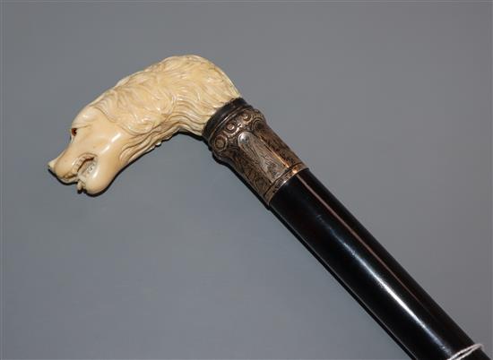 A walking cane with carved ivory dogs head handle and white metal collar,